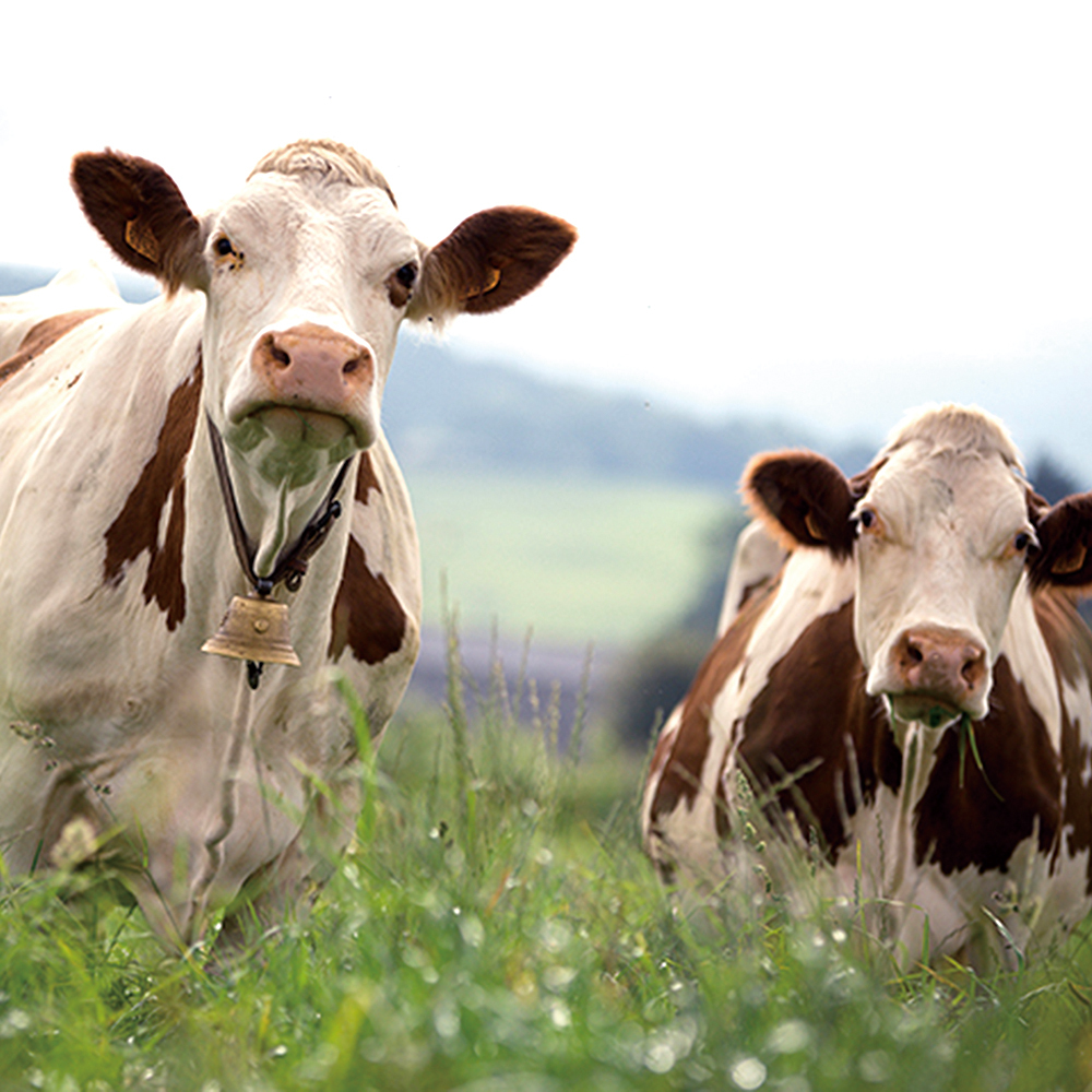 愛宕店「旅するチーズ手帖」第1ページ オーヴェルニュ